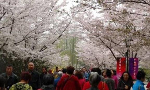 10万游客挤爆玉渊潭公园赏樱，游客：手机都“罢工”了