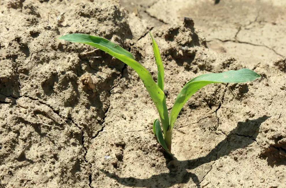 2021年农业天气气候预测！