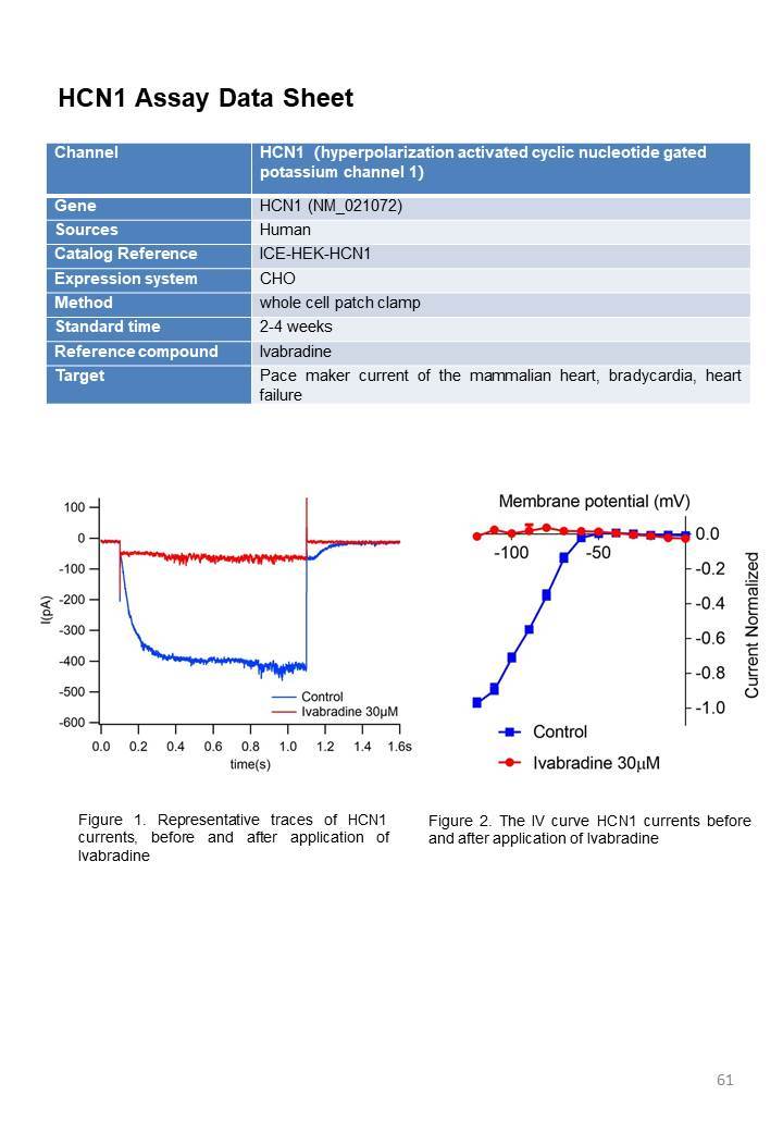 其它離子通道(hcn, asic等)|愛思益普 (圖1)