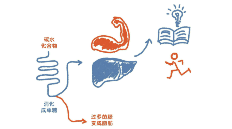 碳水化合物的代謝和利用如何健康地攝取碳水化合物碳水化合物是膳食的