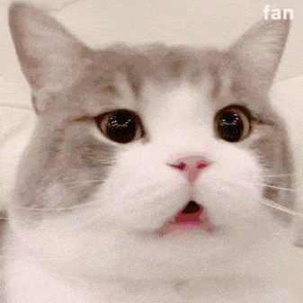 原创猫咪总是流眼泪原因都在这里还不快收藏