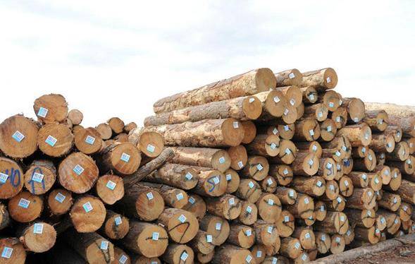 全球针叶材资源丰富 盲目囤货不可取!