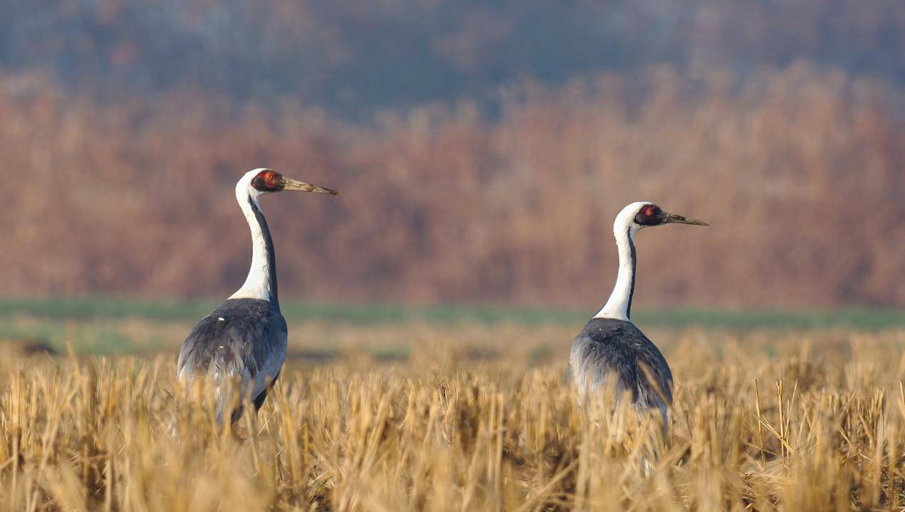 震惊!竟然在北京金海湖看到国家级珍禽白枕鹤首秀(图)