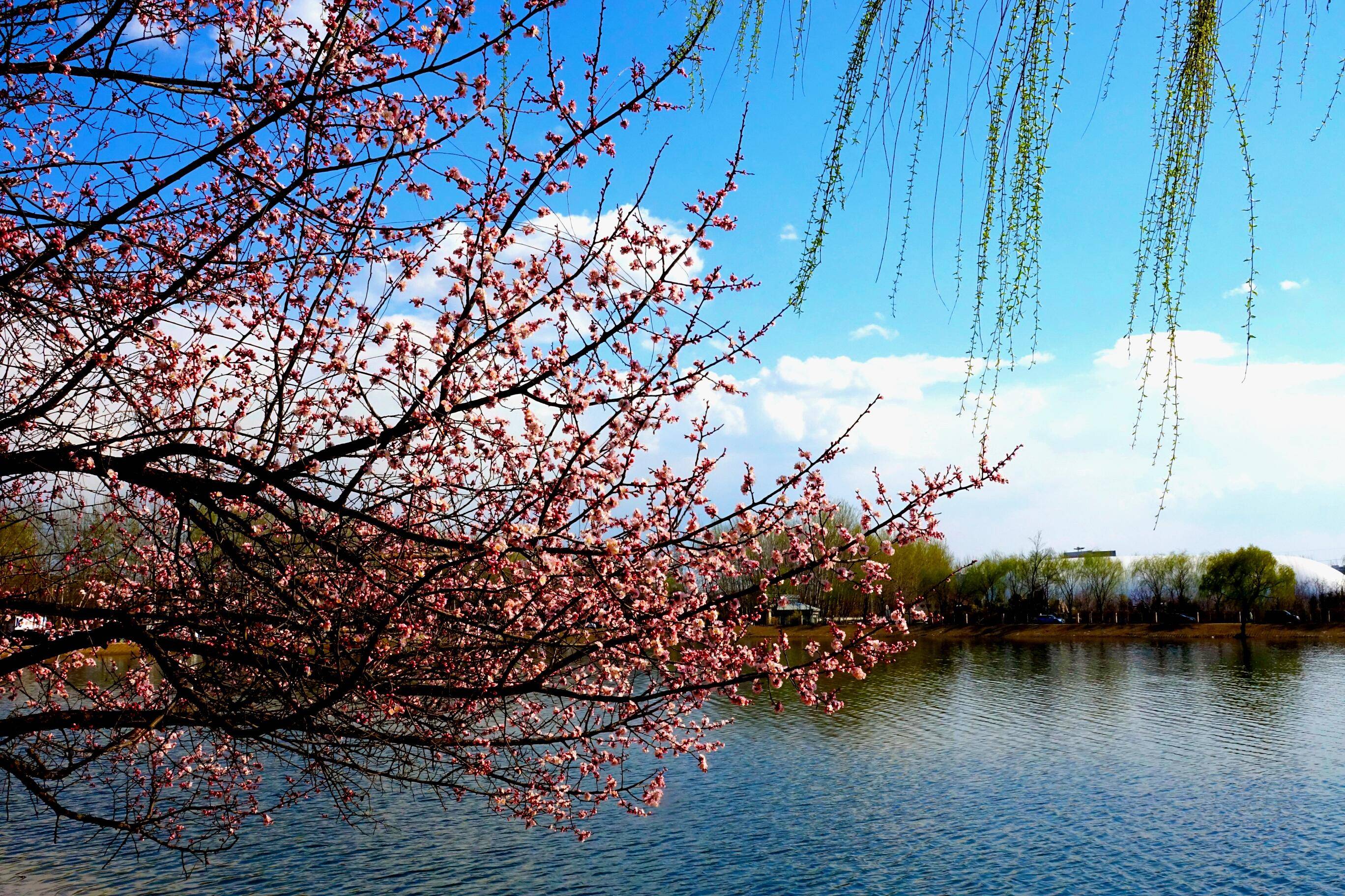 《初春相约迎春花》