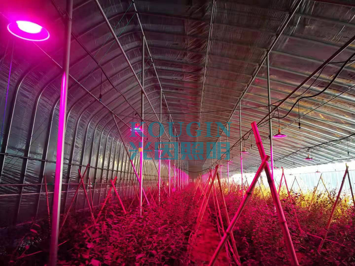 市场上买的植物灯和led灯有何区别 光谱