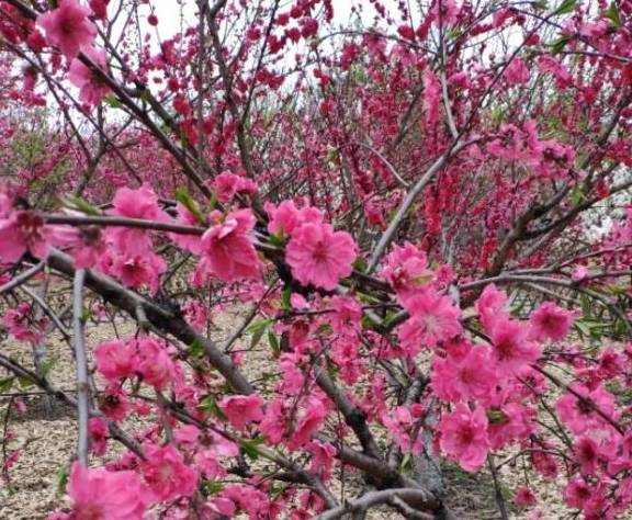 10种桃花开，惊艳了整个春天，每一种都值得养！
