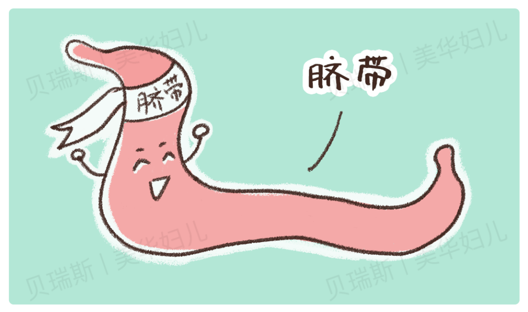 生娃剪脐带时妈妈疼还是宝宝疼答案有点出人意料