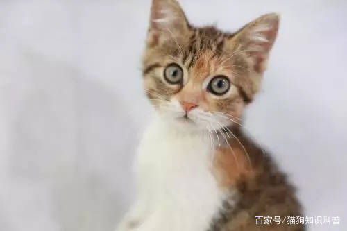 菲尔顿 猫发烧是什么症状 猫咪