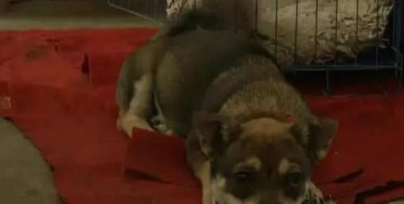 狗狗几岁能打疫苗 350e0874cdec4eb08de496c00241c5b9.jpeg