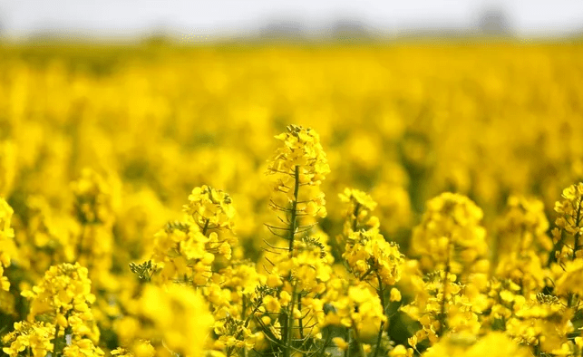 契合国人s60上演完美过弯带你去看早春 黄花田 江西