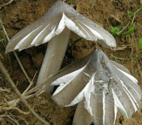 马蜂窝和蚂蚁窝有什么区别 66576c9974c842759dd764b3c8bdcd89.jpeg