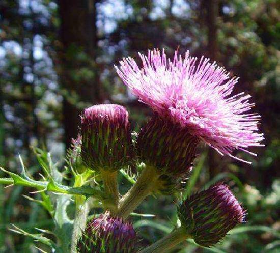 山里一种开紫花的野菜很多人叫它泥胡菜价值高要珍惜