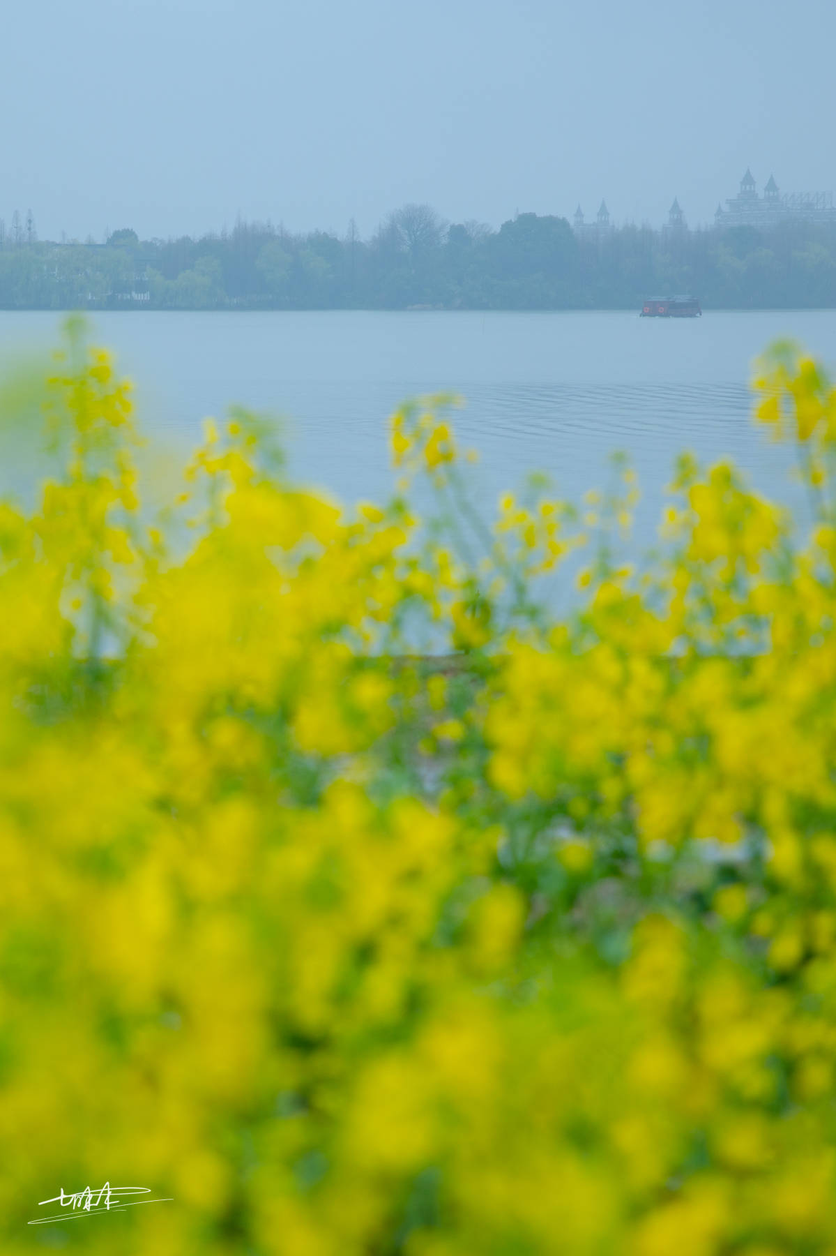浙江这神仙地方，一片浪漫花的海洋，比青海湖多些梨花带雨的清新