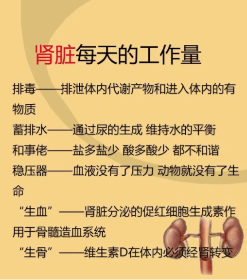 哪些因素会影响肾脏的正常功能?