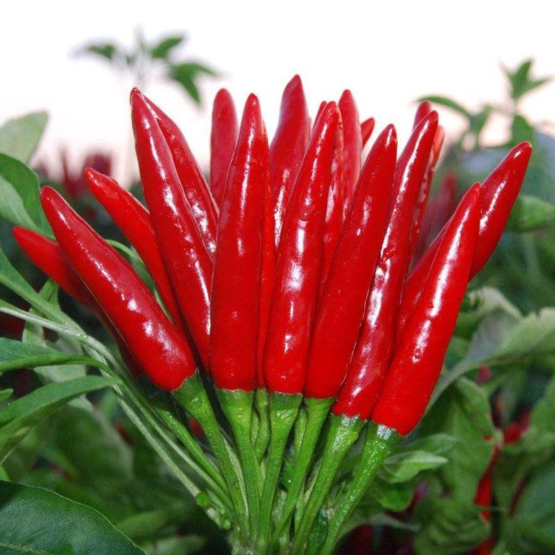 同乐16朝天椒簇生小米椒指天椒高产辣椒种子_果长