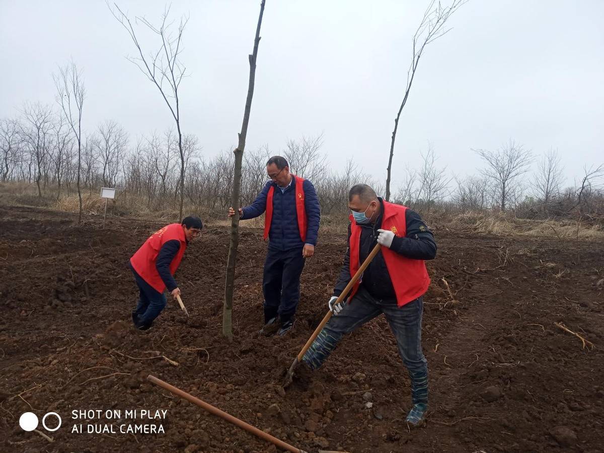 盱眙县农业农村局组织党员志愿者参加义务植树活动