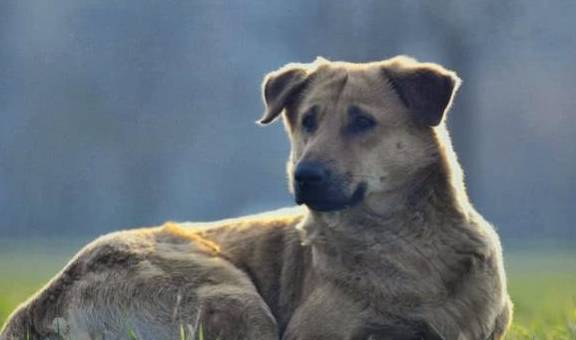 世界第一“高狗”，海拔7000米跟玩一样，真的太“狗”了！