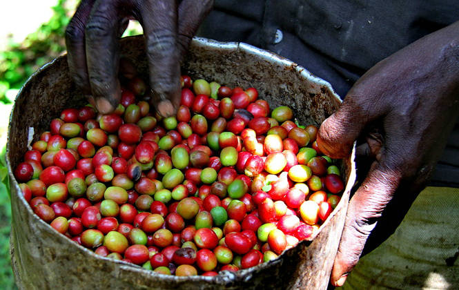 咖啡源自非洲，可是在非洲许多地区，却很少有人喝咖啡。
