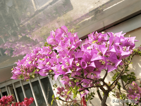 三角梅开花期怎么用肥 ca862737f76a4293844ccd6f671b663e.png
