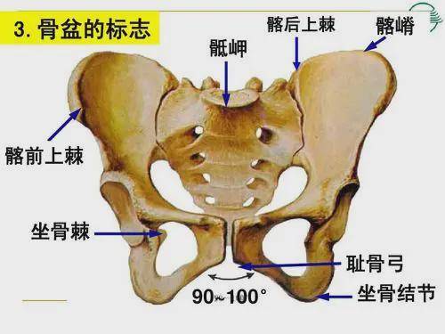 坐骨棘位置图图片