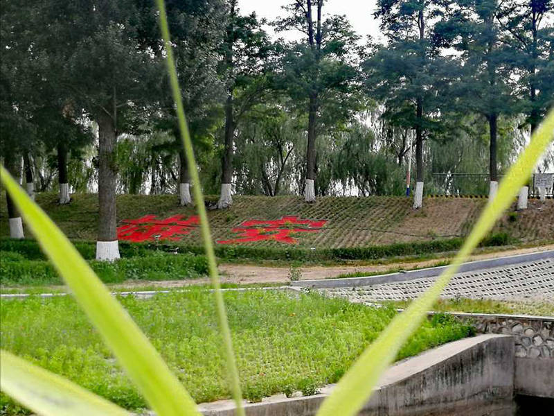 雄安新区雄县七间房乡:白洋淀重回水清苇绿