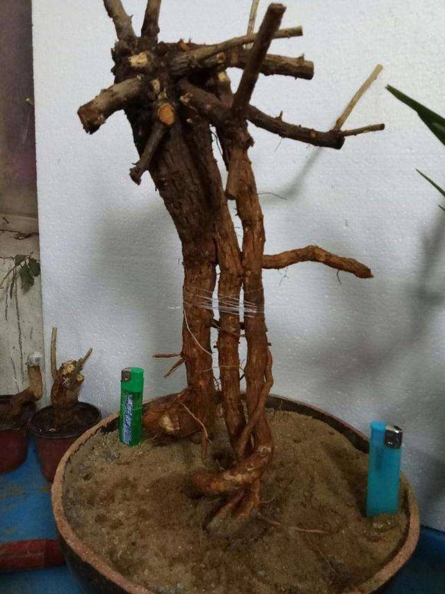 原创养盆景没那么难,这2种在野外就能找到,随便剪一剪有造型好打理