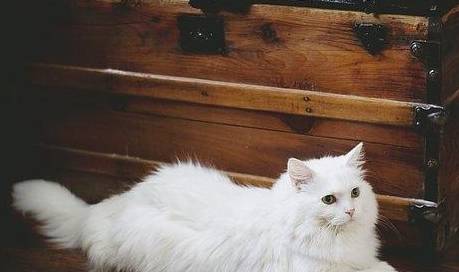 为什么有人说不能养两只猫 ba06f824263143e1b21c71c7827ff8d8.jpeg
