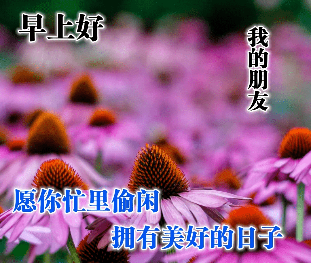 早上好 清晨最美的祝福送给你 愿你一天好心情 早安 问候