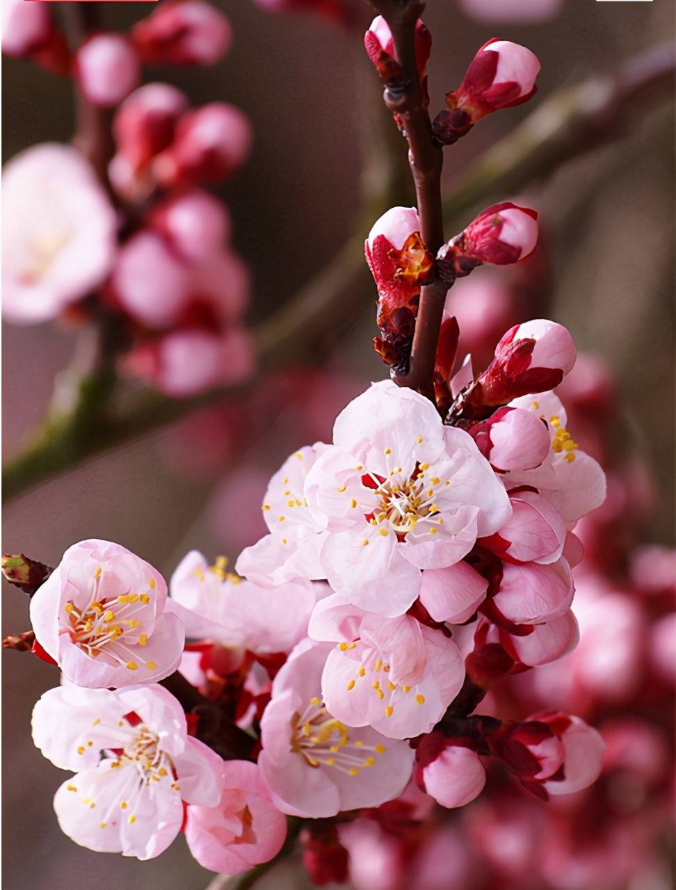 随笔家乡的杏花开了