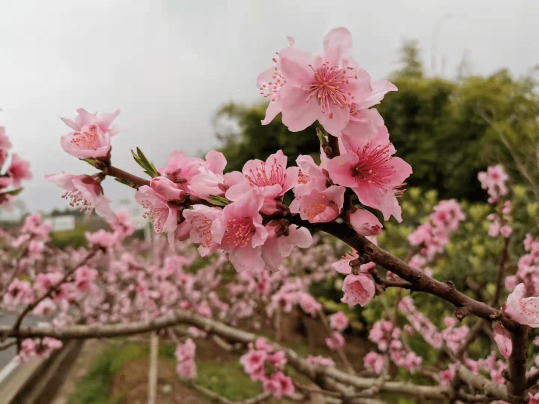 龙泉驿区花期预报