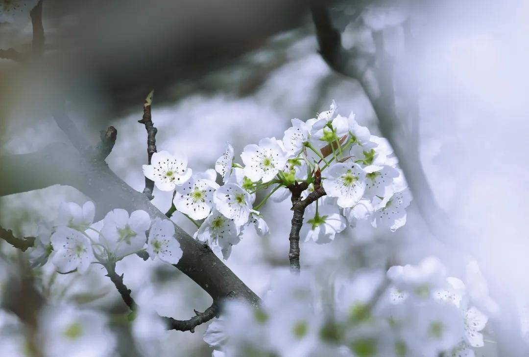阿坝州金川县万亩梨花绽放 惊艳整个春天