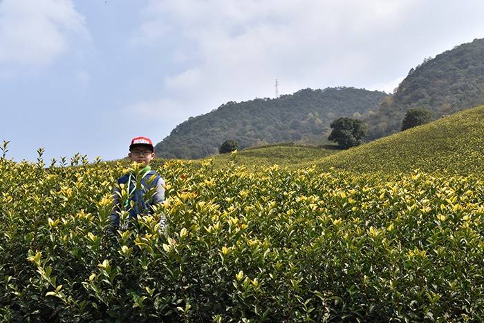 春日游宁波横溪水库茶场_茶园