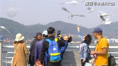 游客在景区随意抓海鸥拍照，素质去哪了？