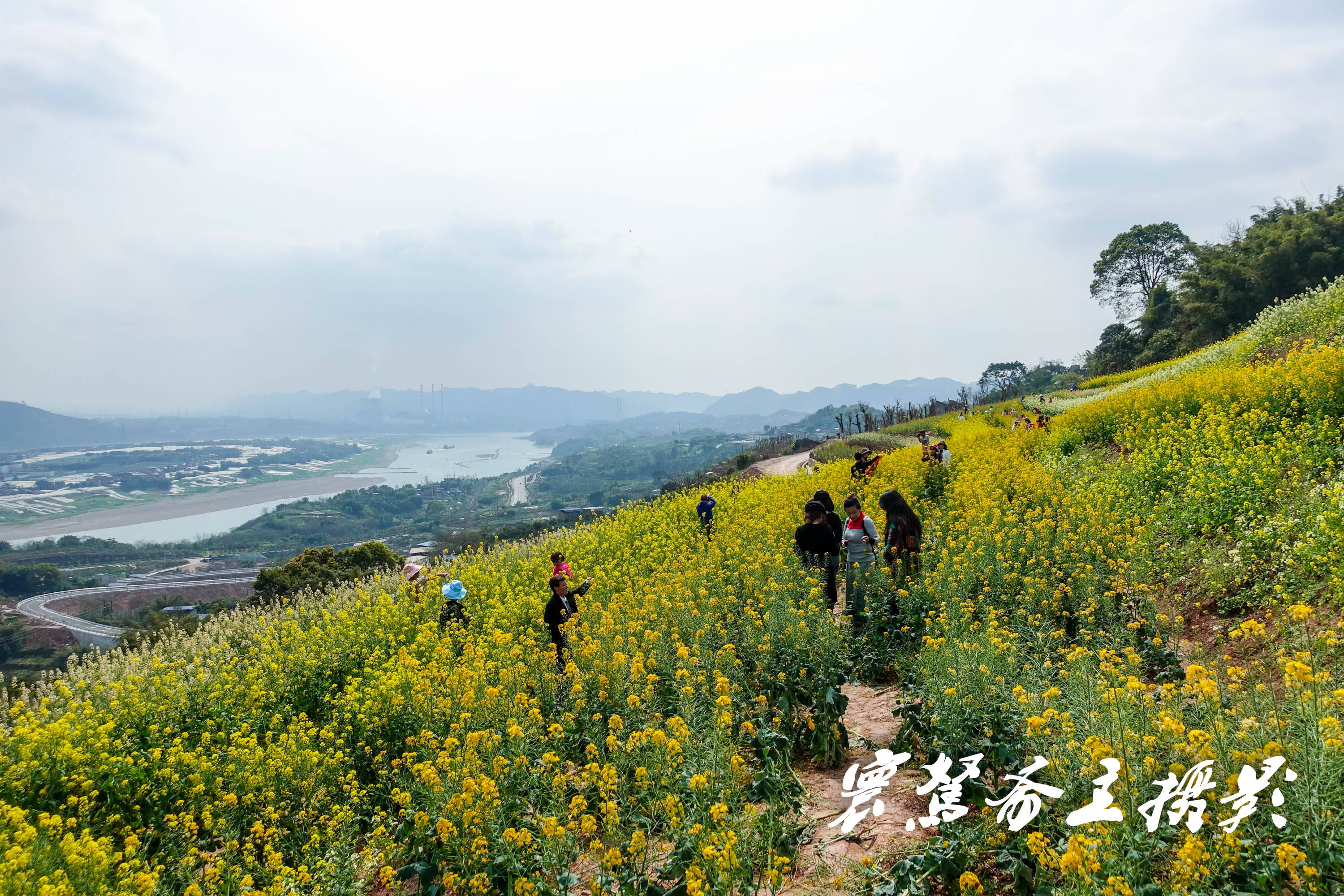 大渡口石盘村油菜花图片