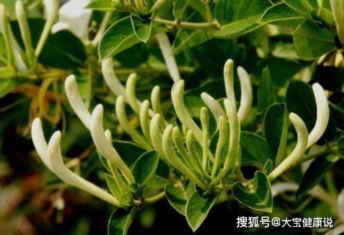 山上美丽花朵 25faf3b0dc1749c1b59559040c2ec993.jpeg