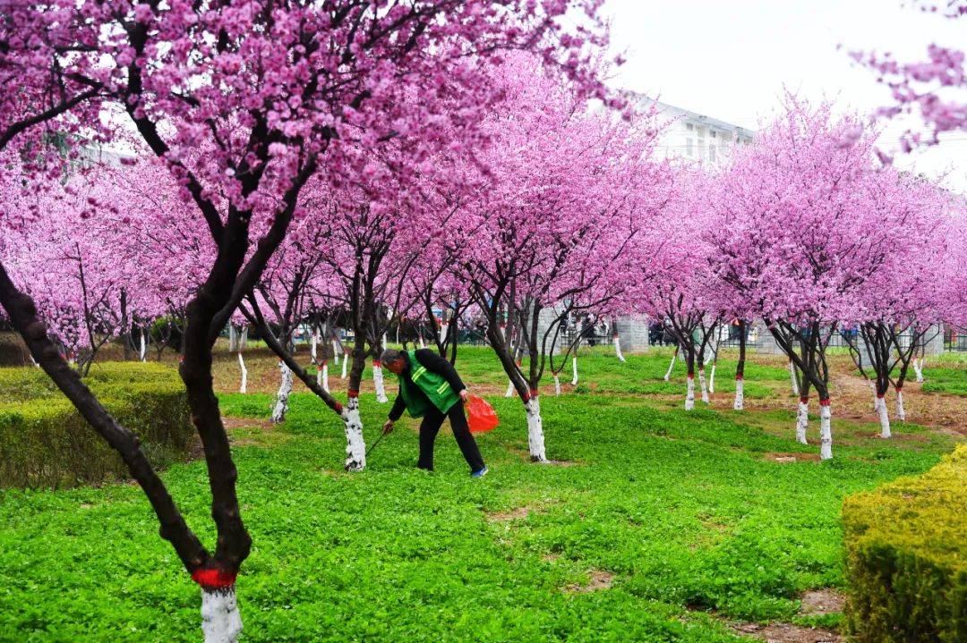 河南泌阳：这几个公园的花儿醉美！