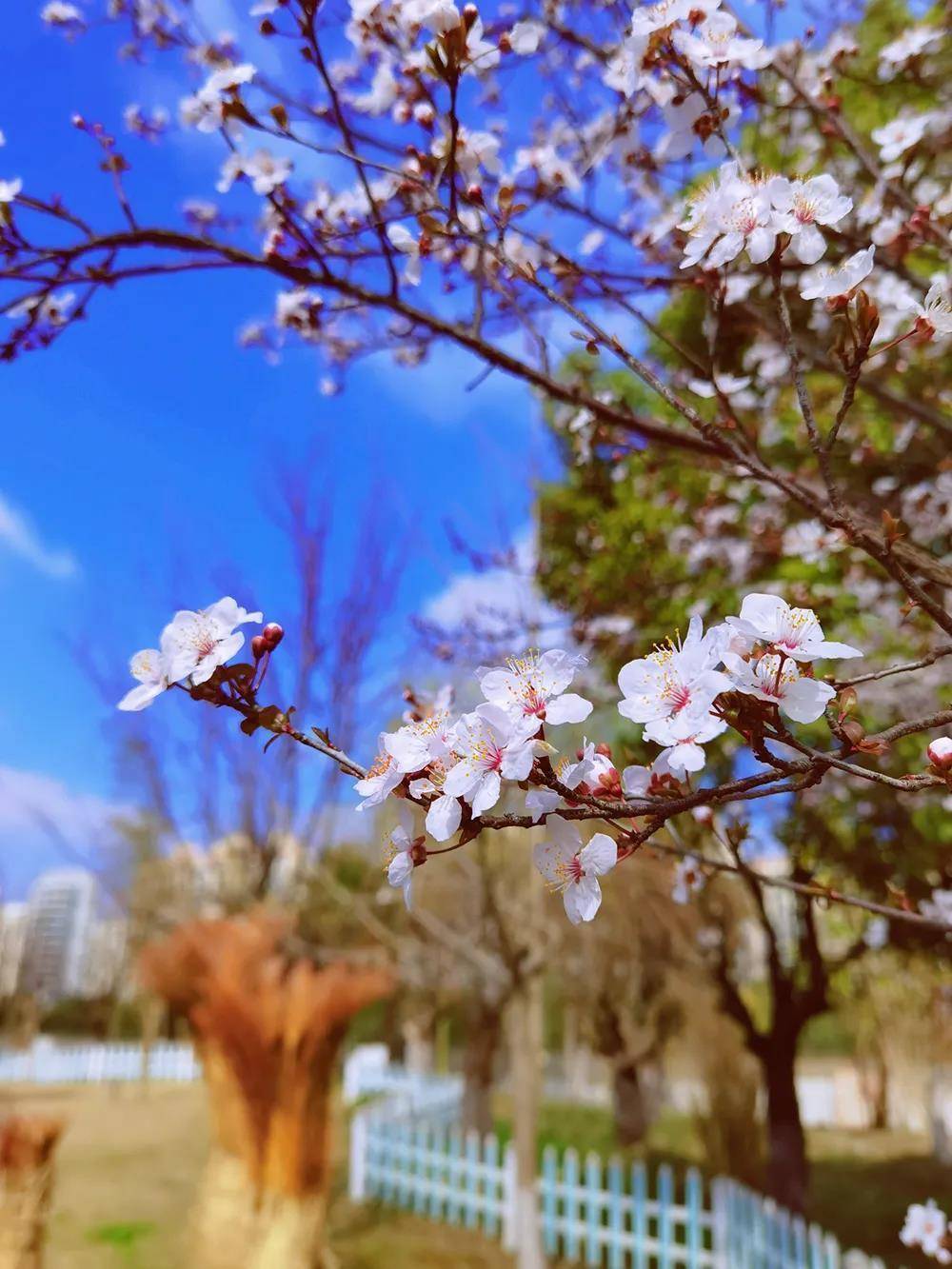 春花烂漫时宜云赏春这是宝山师生窗外的春天