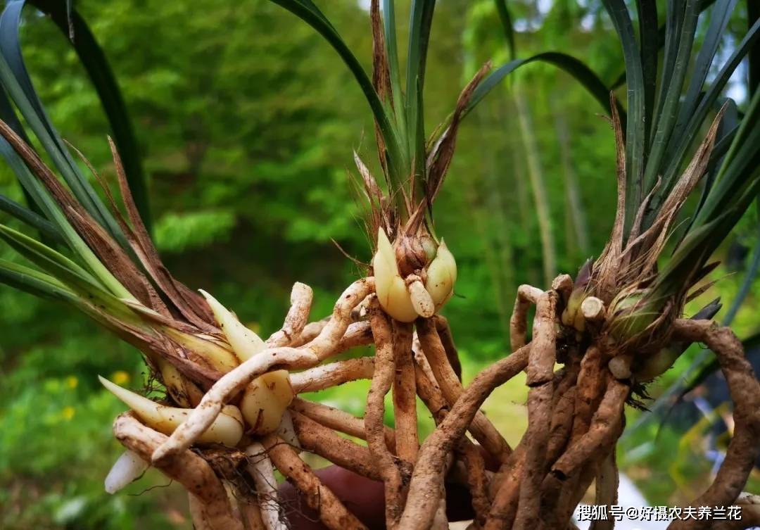 原創蘭花發芽期最怕什麼4件事不要做春蘭發芽快又壯