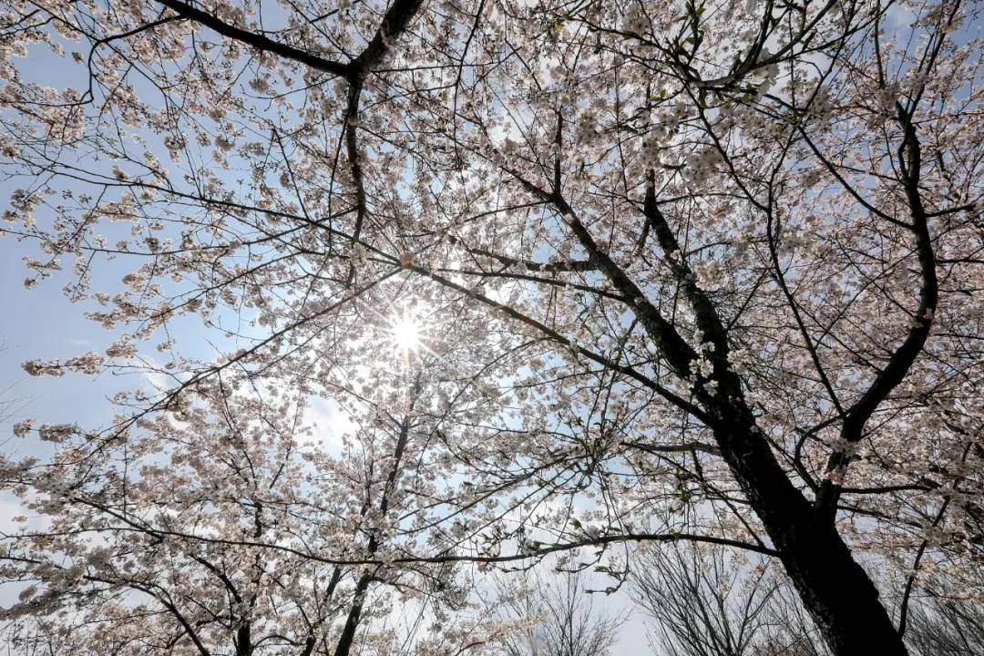 别去平坝堵了！贵州这个公园的樱花美到爆，还能淘黄金​
