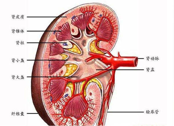 腎臟是人體非常重要的器官,是產生尿液的部位,同時具有代謝,解毒,調節