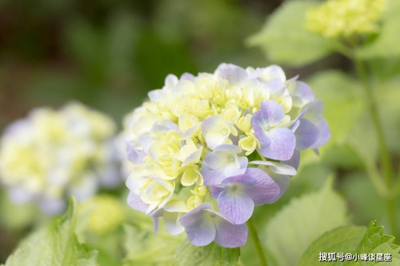 3月17日开始喜事连连 横财大涨 名利双收的四大属相 生肖