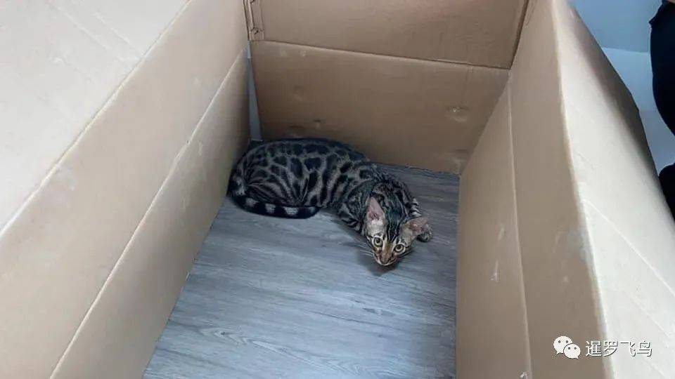 泰国犯罪团伙资产被没收6只猫也被拍卖警方允许嫌犯联络猫咪事宜