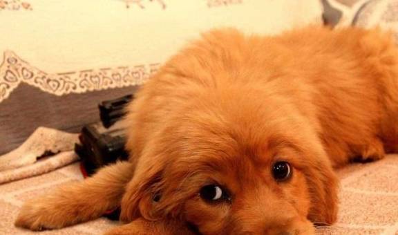 宠物排名前十_排名前十微信头像图片(2)