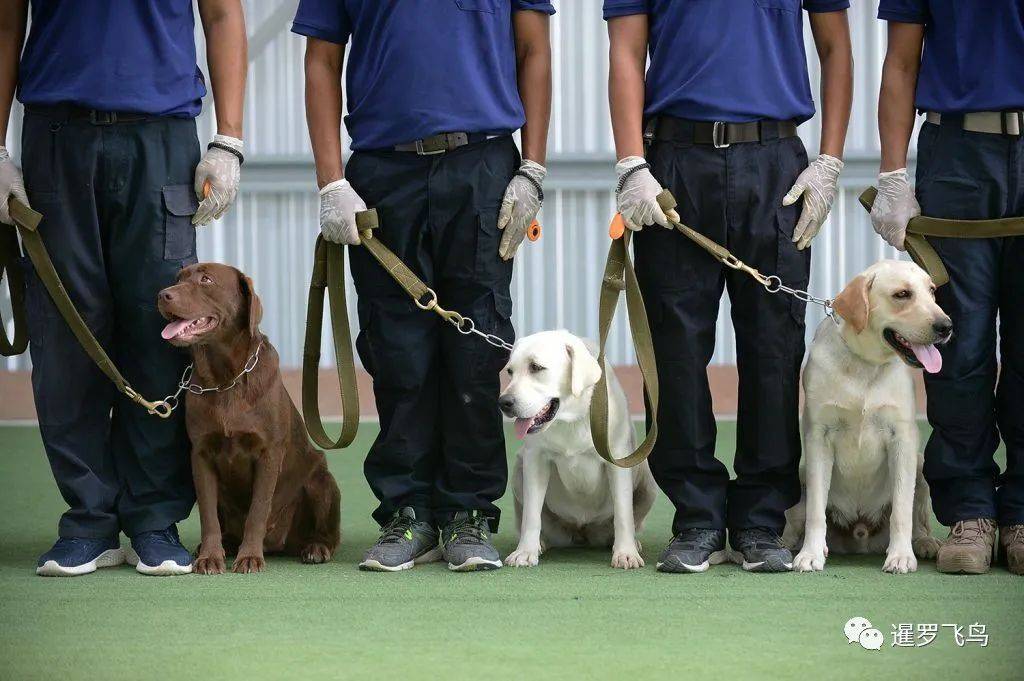 泰国训练出新冠嗅探犬 准确率95 更能发现无症状感染者 病毒