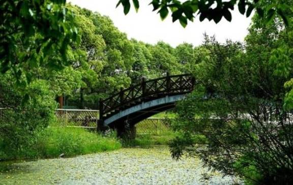 上海新建的唯美公园，大片水上森林，良好生态极其适合释放压力