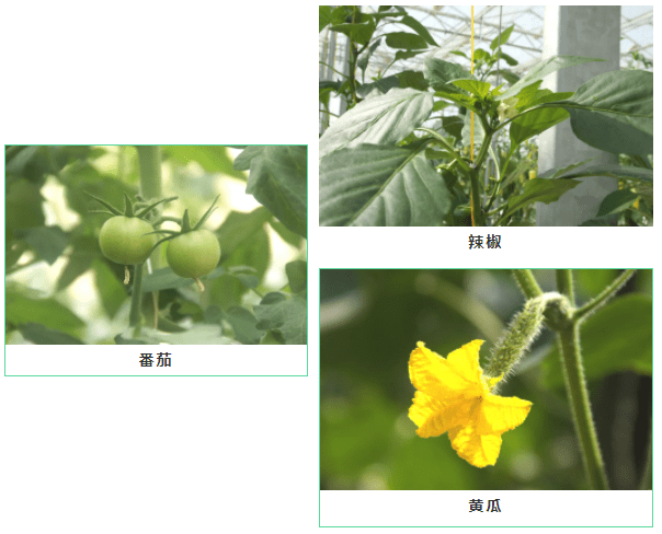 建设|【江苏绿港】智能玻璃温室打造现代农业典范！