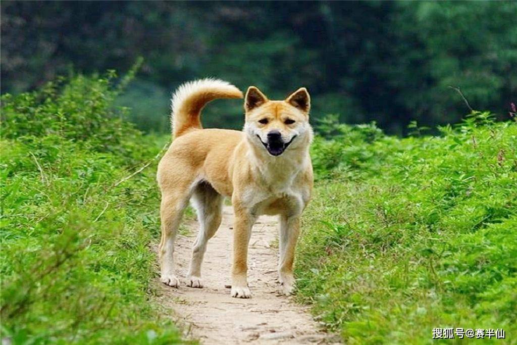 啥是中华田园犬 43b623742f544b13aea1eb8da84f7966.jpeg