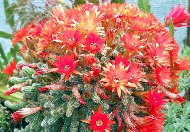 花盆里长出毛毛虫 这种多肉三伏天不怕晒 还能开花 白檀