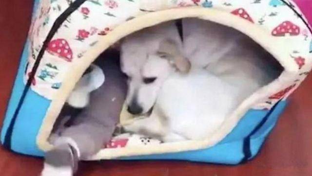 讓狗狗帶著孩子玩兒，可玩著玩著，孩子就不見了！ 萌趣萌寵 第2张