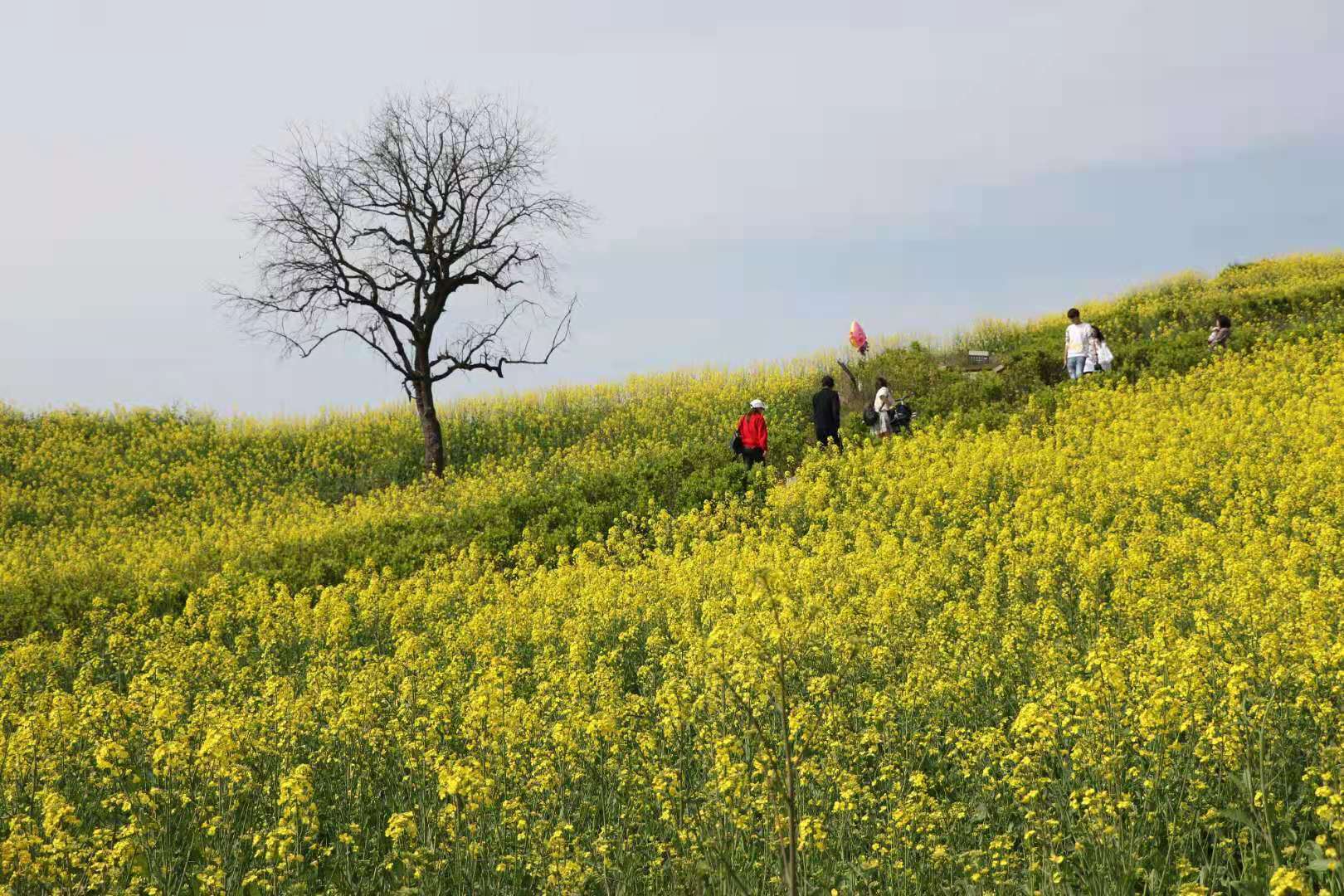 风醉大地景色美花海洋州迎客来 洋县